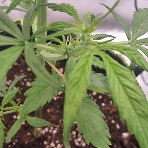 Lemon Cherry Cookies Auto growlog timeline photo