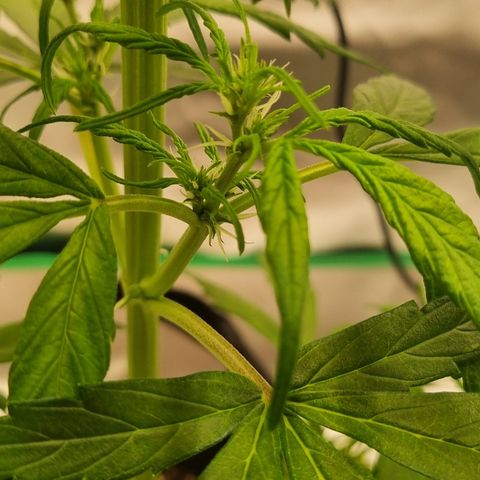 Lemon Cherry Cookies Auto growlog timeline photo