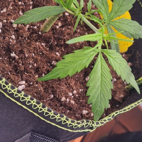 Lemon Cherry Cookies Auto growlog timeline photo