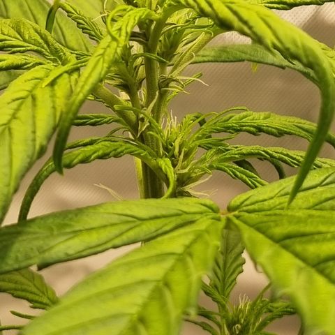 Lemon Cherry Cookies Auto growlog timeline photo