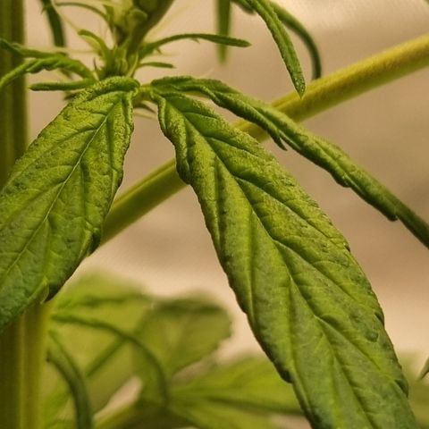 Lemon Cherry Cookies Auto growlog timeline photo