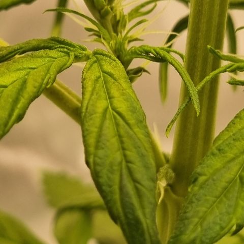 Lemon Cherry Cookies Auto growlog timeline photo