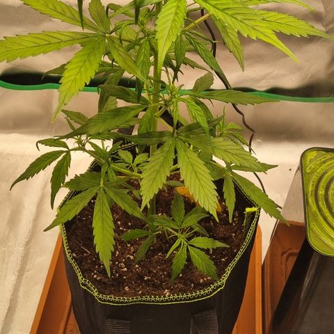 Lemon Cherry Cookies Auto growlog timeline photo