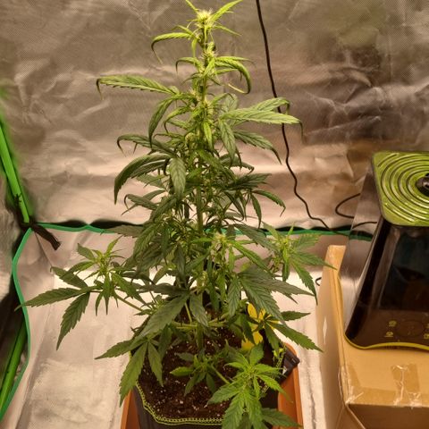 Lemon Cherry Cookies Auto growlog timeline photo