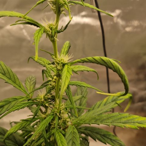Lemon Cherry Cookies Auto growlog timeline photo