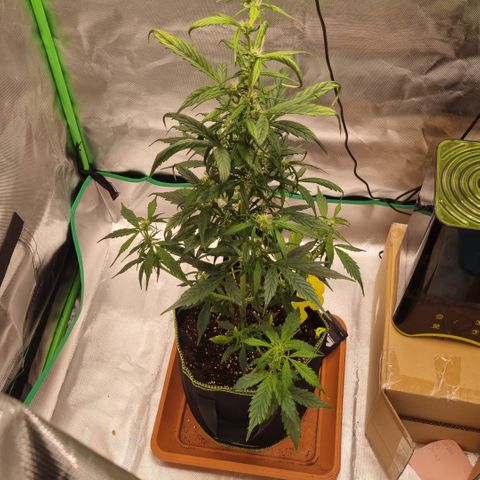 Lemon Cherry Cookies Auto growlog timeline photo