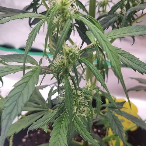 Lemon Cherry Cookies Auto growlog timeline photo