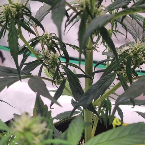 Lemon Cherry Cookies Auto growlog timeline photo