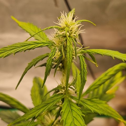 Lemon Cherry Cookies Auto growlog timeline photo