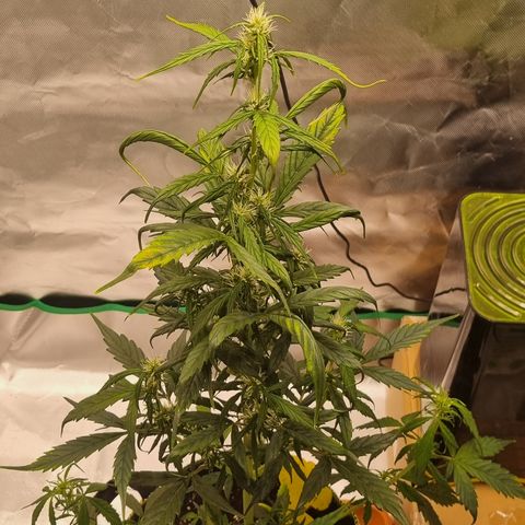 Lemon Cherry Cookies Auto growlog timeline photo