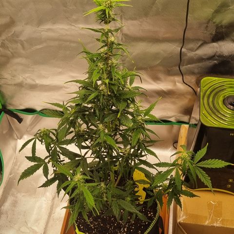 Lemon Cherry Cookies Auto growlog timeline photo