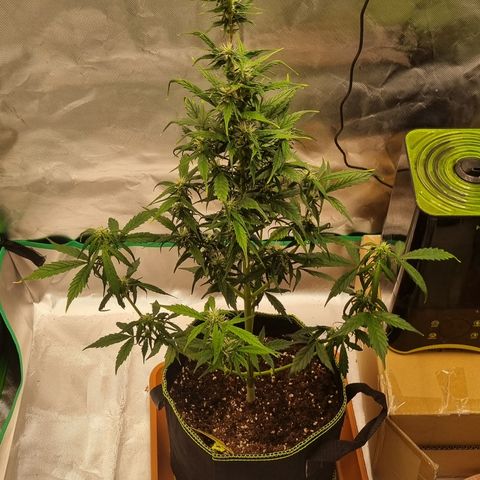 Lemon Cherry Cookies Auto growlog timeline photo