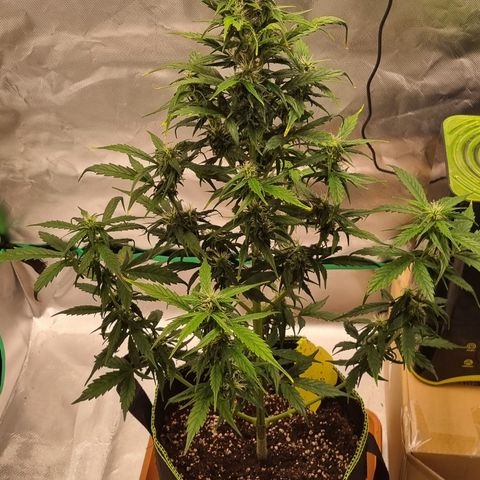 Lemon Cherry Cookies Auto growlog timeline photo