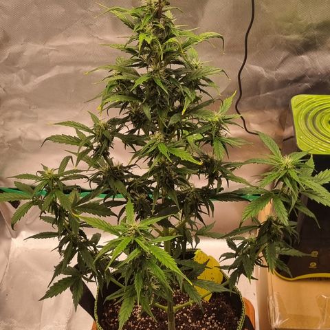 Lemon Cherry Cookies Auto growlog timeline photo