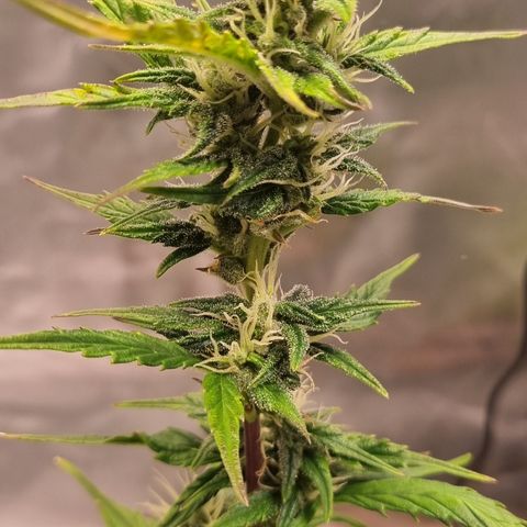 Lemon Cherry Cookies Auto growlog timeline photo