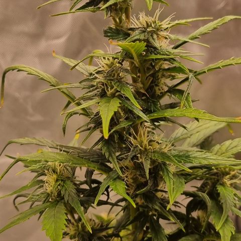 Lemon Cherry Cookies Auto growlog timeline photo