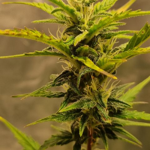 Lemon Cherry Cookies Auto growlog timeline photo