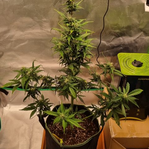 Lemon Cherry Cookies Auto growlog timeline photo