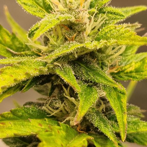Lemon Cherry Cookies Auto growlog timeline photo