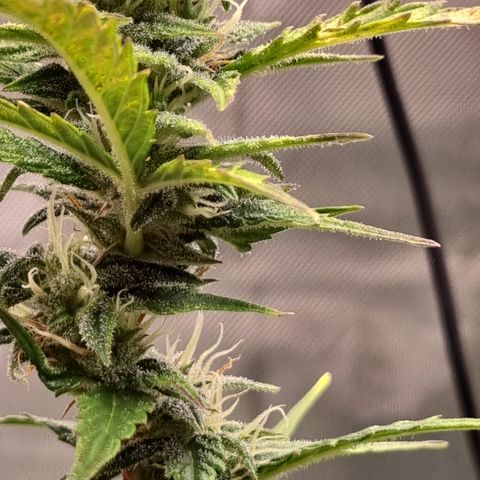 Lemon Cherry Cookies Auto growlog timeline photo