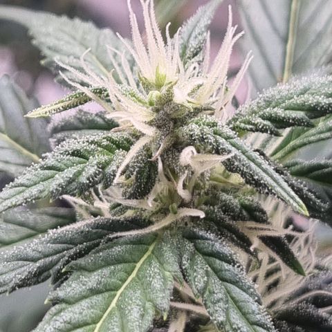 Lemon Cherry Cookies Auto growlog timeline photo