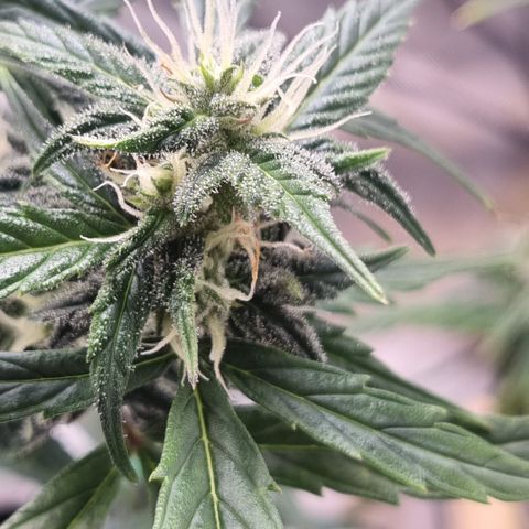 Lemon Cherry Cookies Auto growlog timeline photo