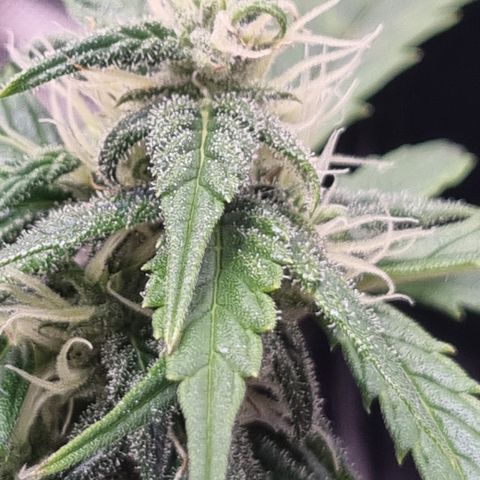 Lemon Cherry Cookies Auto growlog timeline photo