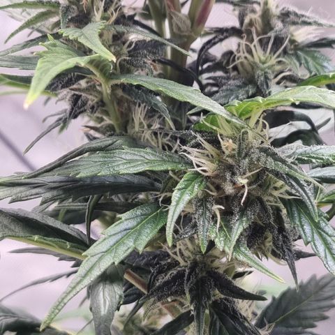 Lemon Cherry Cookies Auto growlog timeline photo