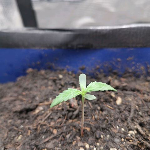 Mazar auto discreet seeds mk1 growlog timeline photo