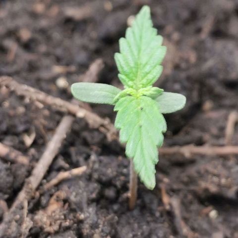 Stardawg auto mk1 growlog timeline photo