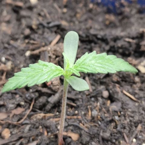 Mazar auto discreet seeds mk1 growlog timeline photo