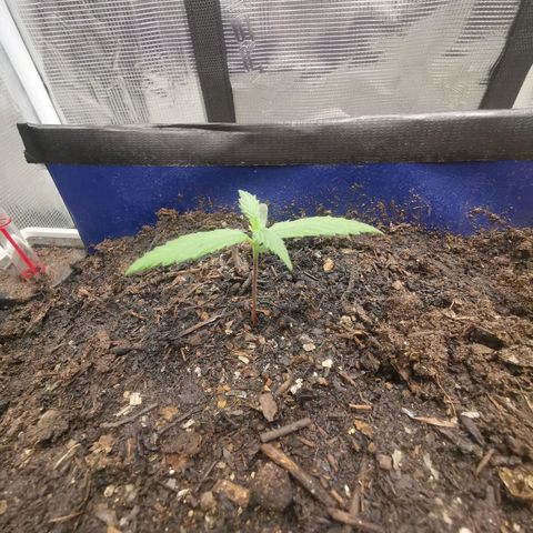 Mazar auto discreet seeds mk1 growlog timeline photo