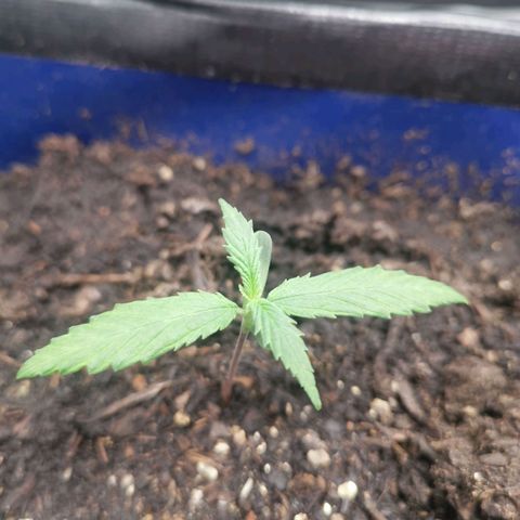 Mazar auto discreet seeds mk1 growlog timeline photo