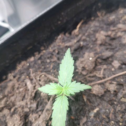 Stardawg auto mk1 growlog timeline photo