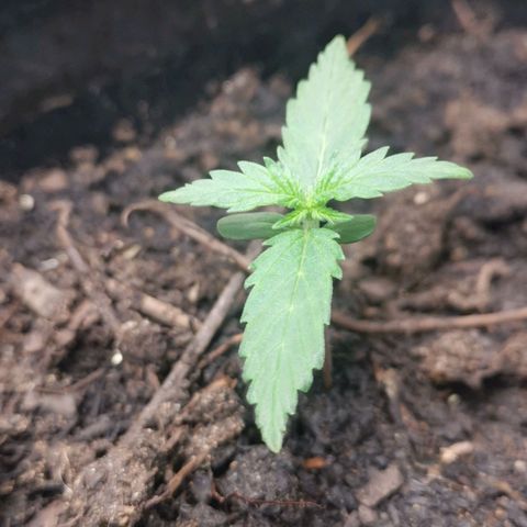 Stardawg auto mk1 growlog timeline photo
