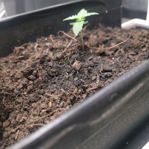 Stardawg auto mk1 growlog timeline photo