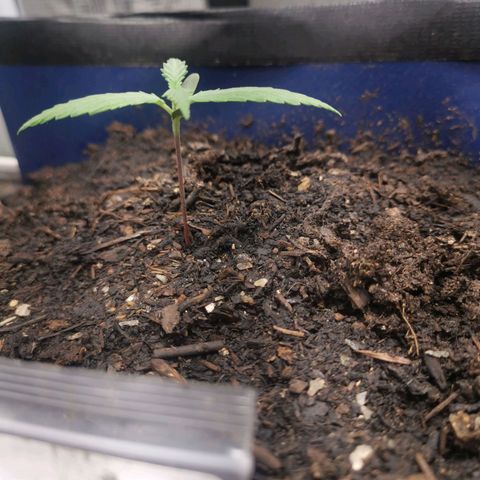 Mazar auto discreet seeds mk1 growlog timeline photo