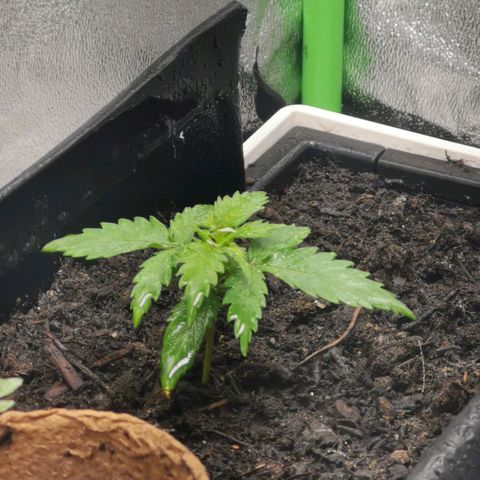 Stardawg auto mk1 growlog timeline photo