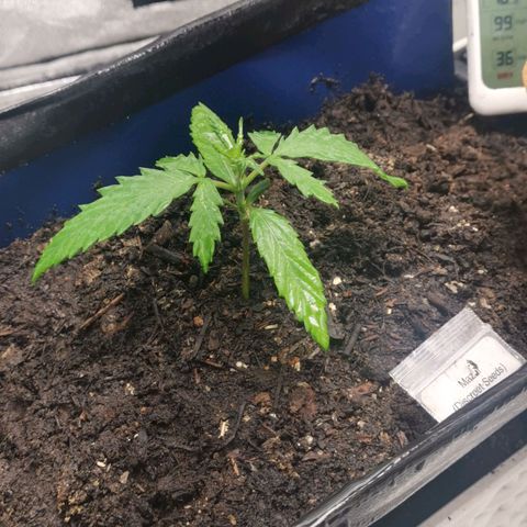 Mazar auto discreet seeds mk1 growlog timeline photo