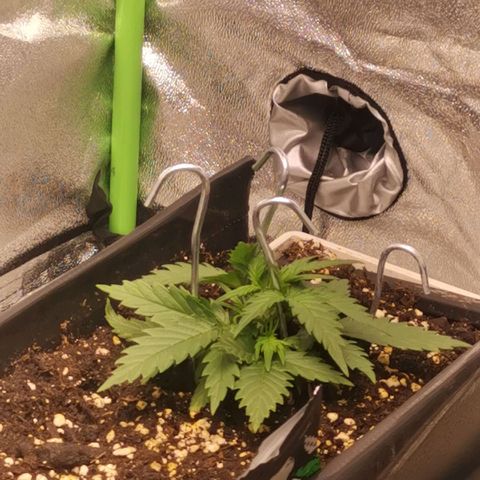 Stardawg auto mk1 growlog timeline photo