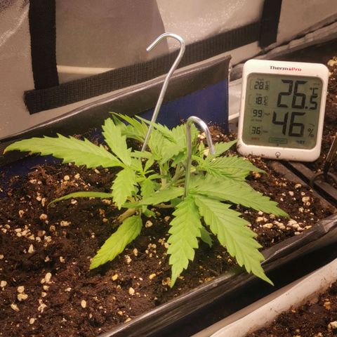 Mazar auto discreet seeds mk1 growlog timeline photo