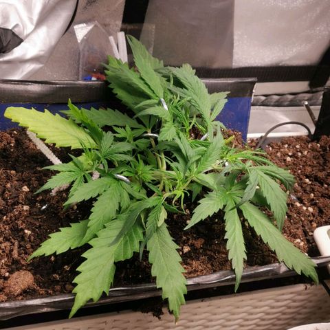 Mazar auto discreet seeds mk1 growlog timeline photo