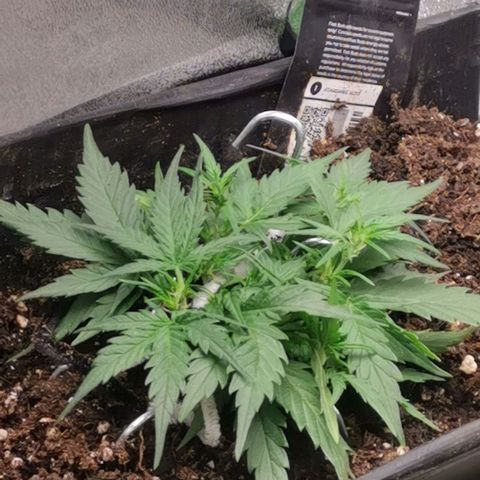 Stardawg auto mk1 growlog timeline photo
