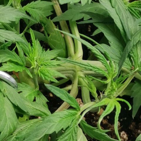 Mazar auto discreet seeds mk1 growlog timeline photo