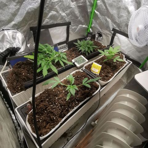 Mazar auto discreet seeds mk1 growlog timeline photo
