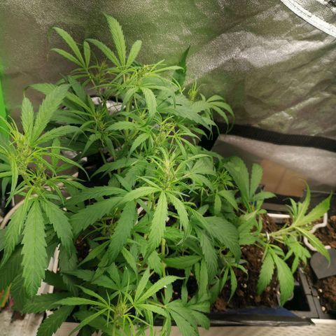 Mazar auto discreet seeds mk1 growlog timeline photo