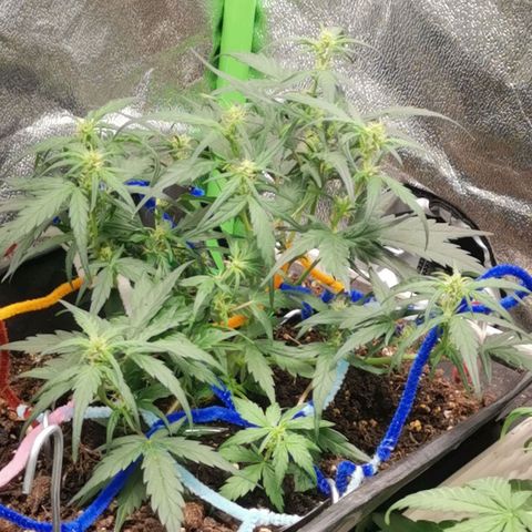 Stardawg auto mk1 growlog timeline photo