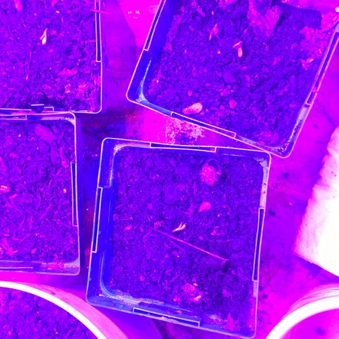 Banana hammock and purple train wreck  growlog photo: Day 3 of Germination seedlings are sprouting