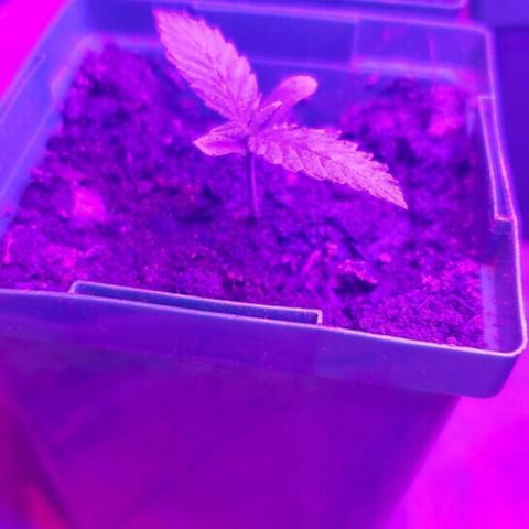Banana hammock and purple train wreck  growlog timeline photo