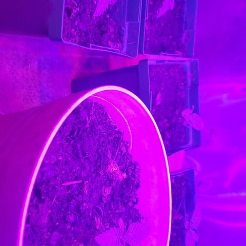 Banana hammock and purple train wreck  growlog timeline photo